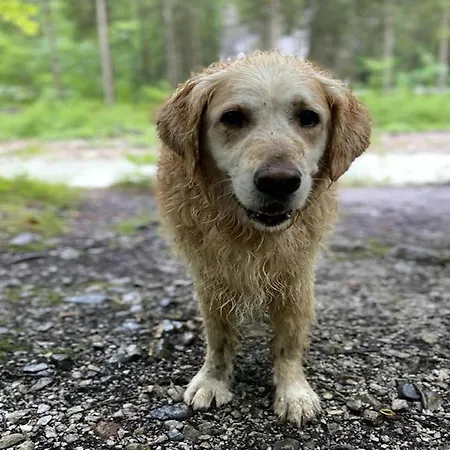 In Hollersbach Near Lift Hollersbach im Pinzgau