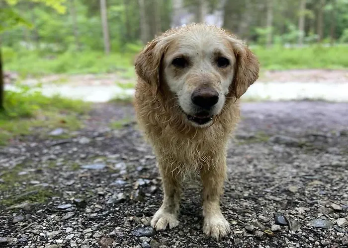 In Hollersbach Near Lift Hollersbach im Pinzgau